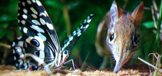 BBC-earth 小さな世界はワンダーランド TVオリジナル完全版　Vol.1